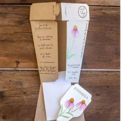 Sow N Sow Echinacea Gift Of Seeds Cards & Gifting