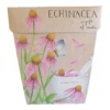 Sow N Sow Echinacea Gift Of Seeds Cards & Gifting
