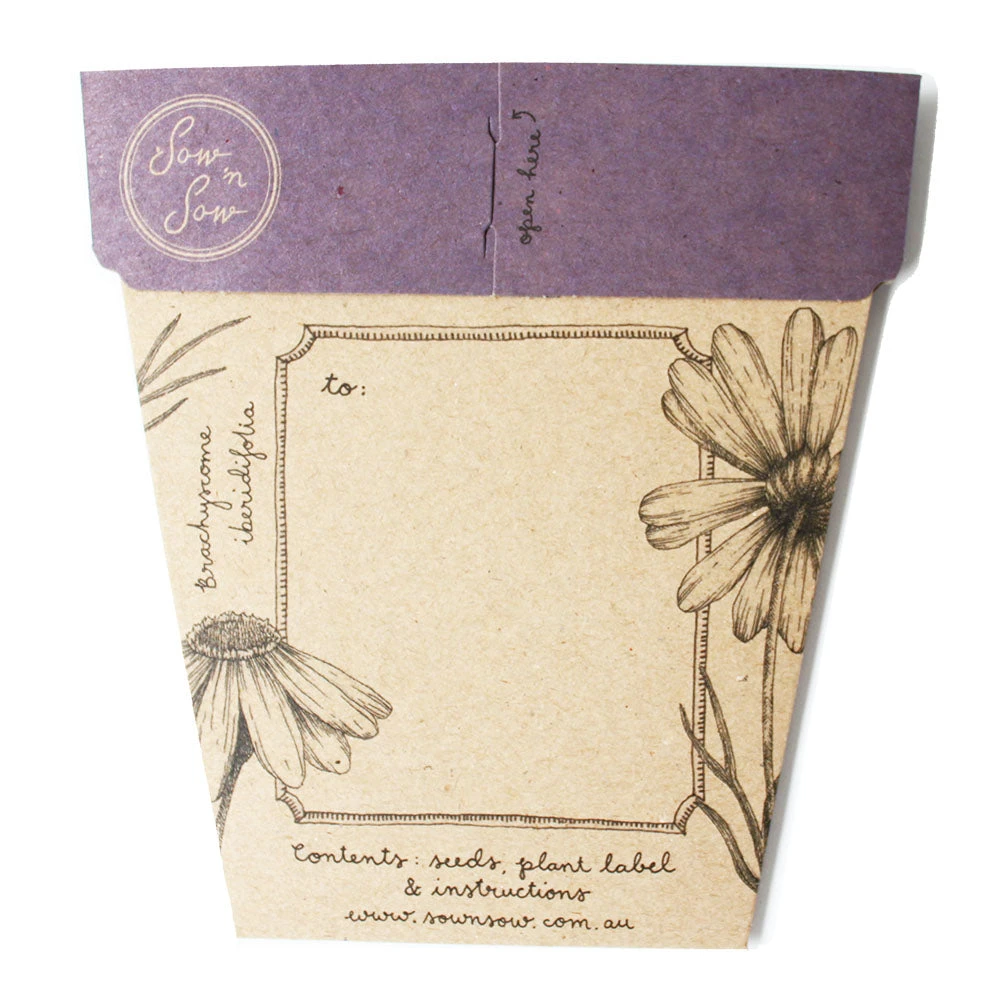 Sow N Sow Swan River Daisy Gift Of Seeds Sale 4 Sow N Sow Swan River Daisy Gift Of Seeds Sale